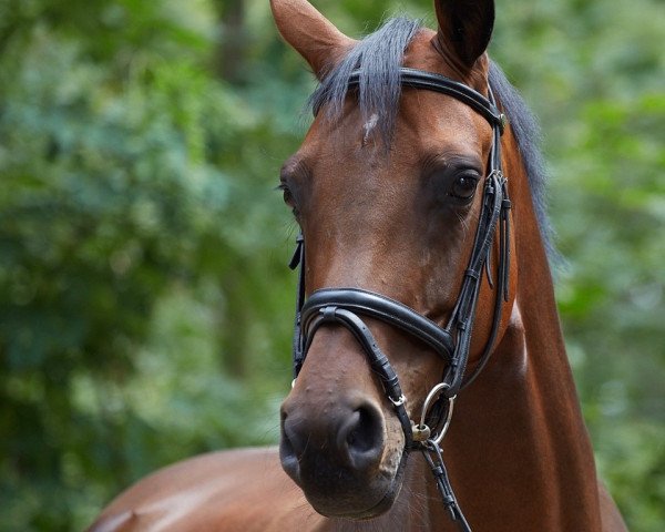 jumper Cadana (Hanoverian, 2013, from Cadanos)
