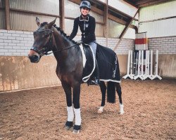 dressage horse Quadrigo 20 (Holsteiner, 2012, from Quidado)