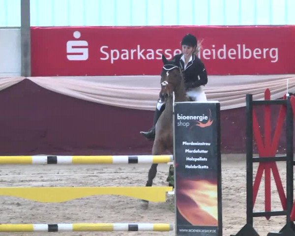 Reitturnier Eppelheim 2016