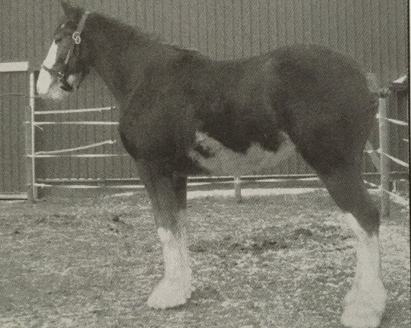 horse Cedarlane Ozzie (Clydesdale, 2008, from S B H Phoenix)