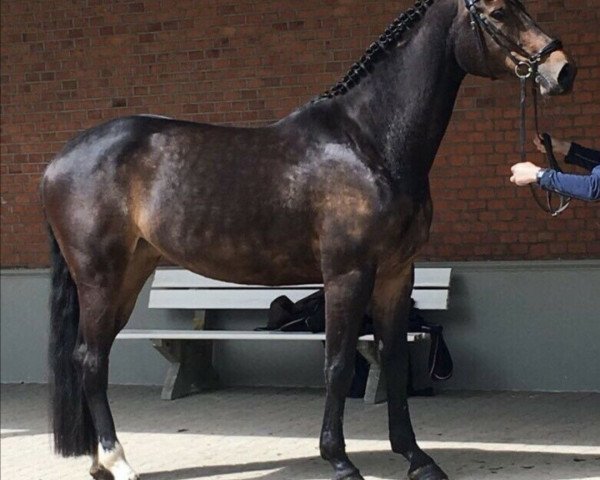 horse Gandari (Holsteiner, 2014, from Conteur)