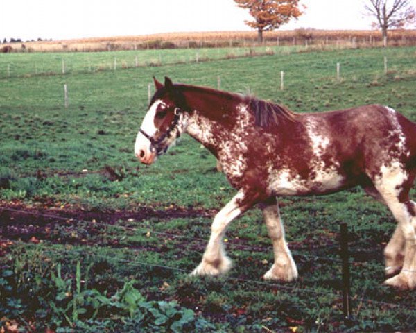 broodmare Thistle Ridge Ariss Tweed (Clydesdale, 2000, from Westedge Hiawatha Hugh)