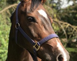 dressage horse Mercedes 117 (unknown, 2007)