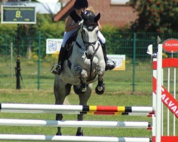 jumper Levado 16 (German Sport Horse, 2003, from Levisto Z)