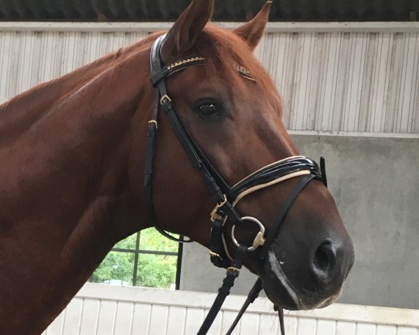 Pferd Riverbank Binocchio (Finnisches Warmblut, 2015, von Barroso)