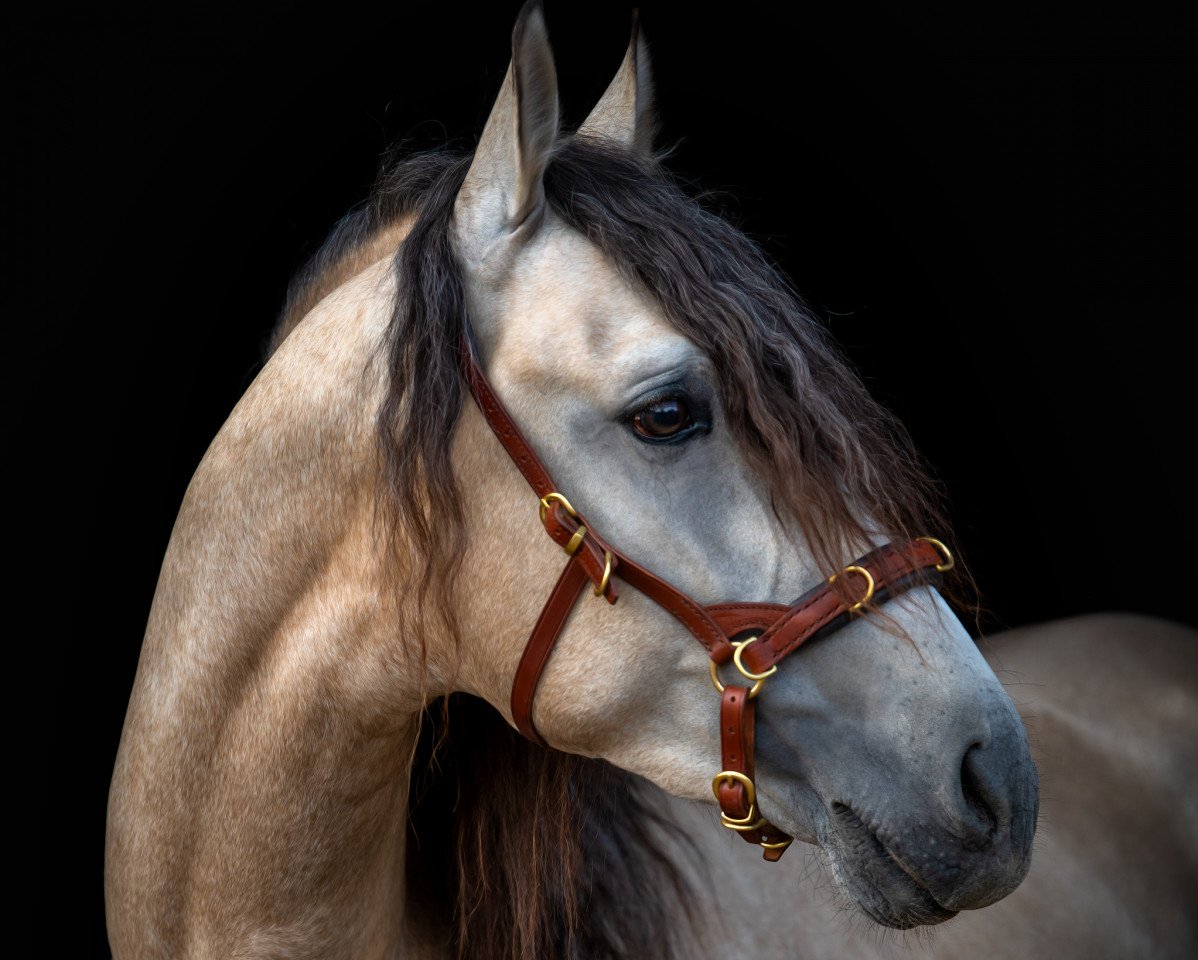 Pferd Castillo (Pura Raza Espanola (PRE), 2017)