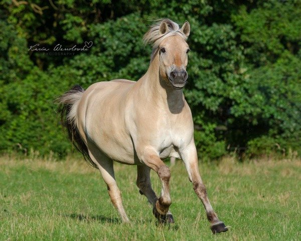 dressage horse Thore 30 (Fjord Horse, 2000, from Toto)