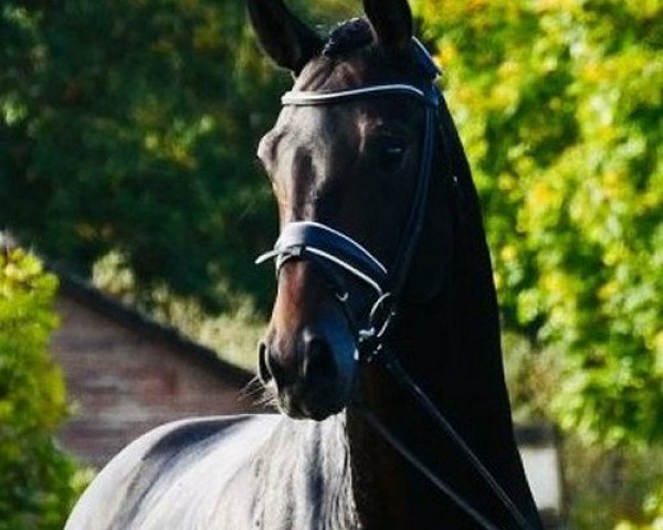 Pferd Dr Watson (Hannoveraner, 2015, von Dr. Watson)
