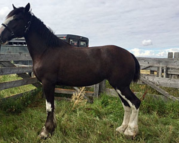 horse Cey's Missy (Clydesdale, 2015, from Amethyst Hayden)