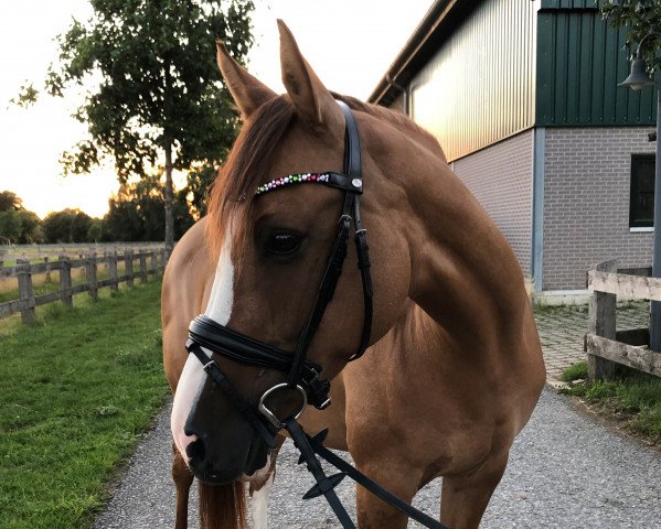 horse Mac Cora (German Riding Pony, 2011, from Can Dance 3)