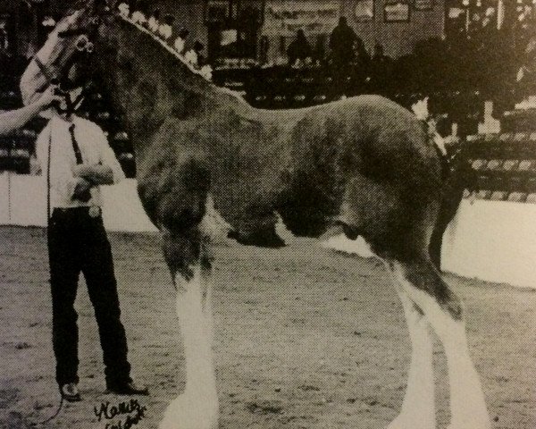 stallion Cedarlane Skipper (Clydesdale, 2002, from S B H Phoenix)