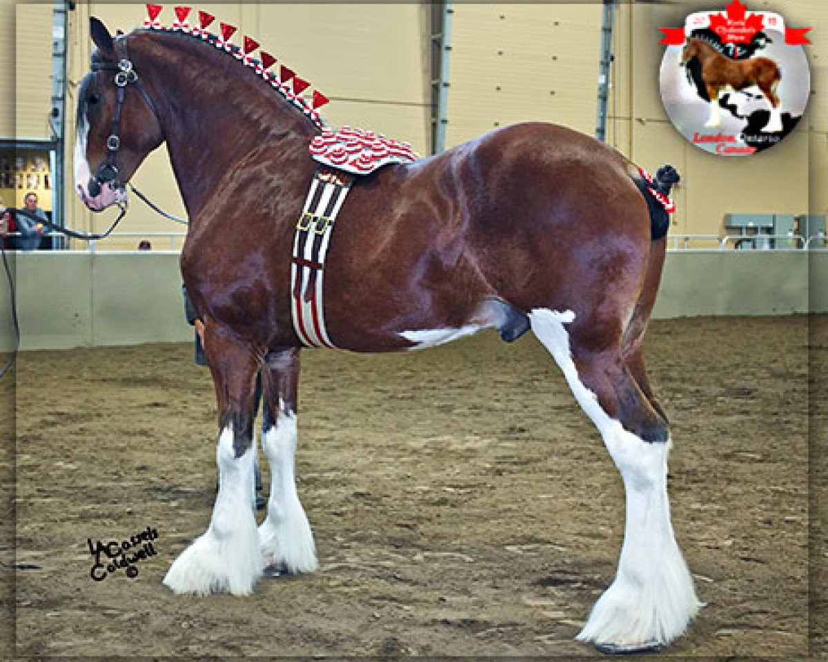 stallion Cedarlane Royal (Clydesdale, 2011, from Langbank Winsome Lad)