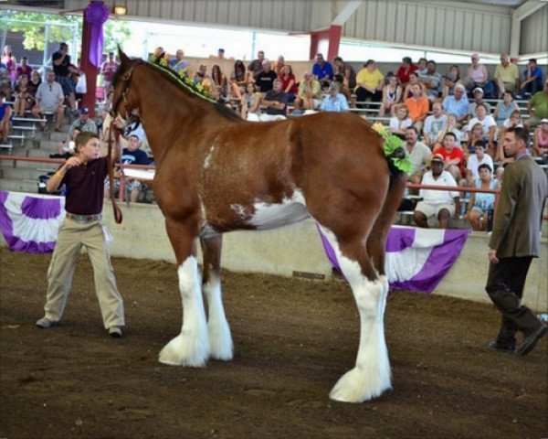 broodmare Cedarlane Raine (Clydesdale, 2006, from S B H Phoenix)