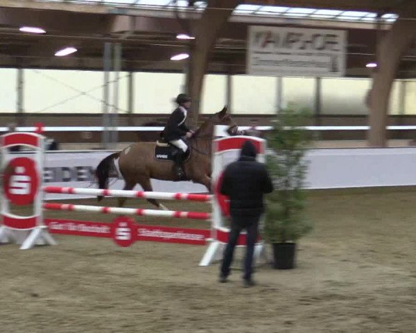 Reitturnier Barlo-Bocholt 2016