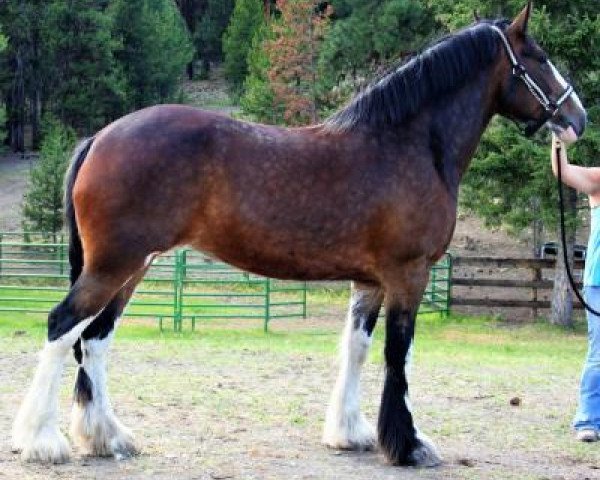 broodmare CBR Sweet Sensation (Clydesdale, 2007, from Westerdale Prospect)