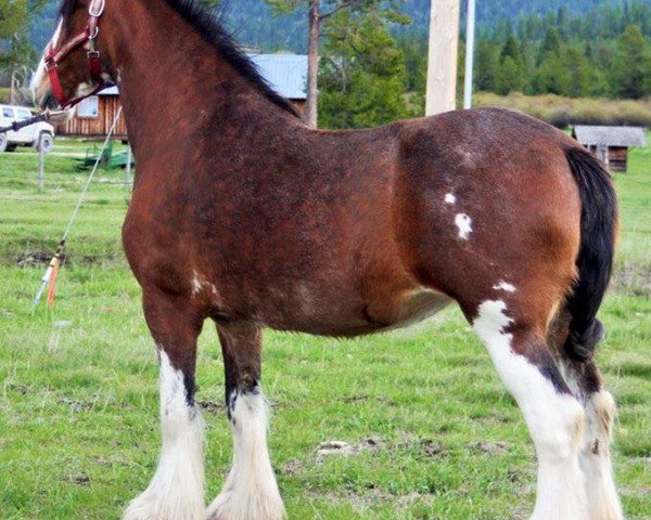 broodmare CBR Prospects Annibel (Clydesdale, 2006, from Westerdale Prospect)