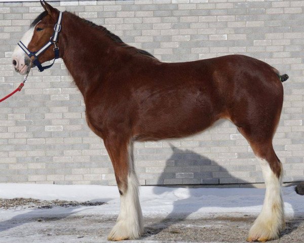 Pferd Carson's Queen Elizabeth (Clydesdale, 2012, von Alamar L.S. Lightning) Pferd Carson's Queen Elizabeth (Clydesdale, 2012, von Alamar L.S. Lightning)