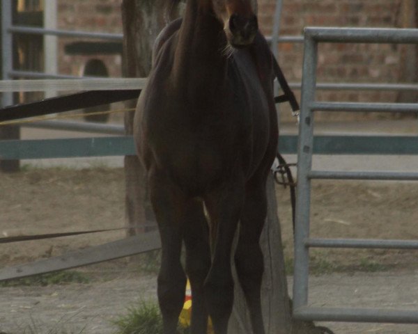 Pferd Remolino K (Deutsches Reitpony, 2019, von Rock Forever NRW)