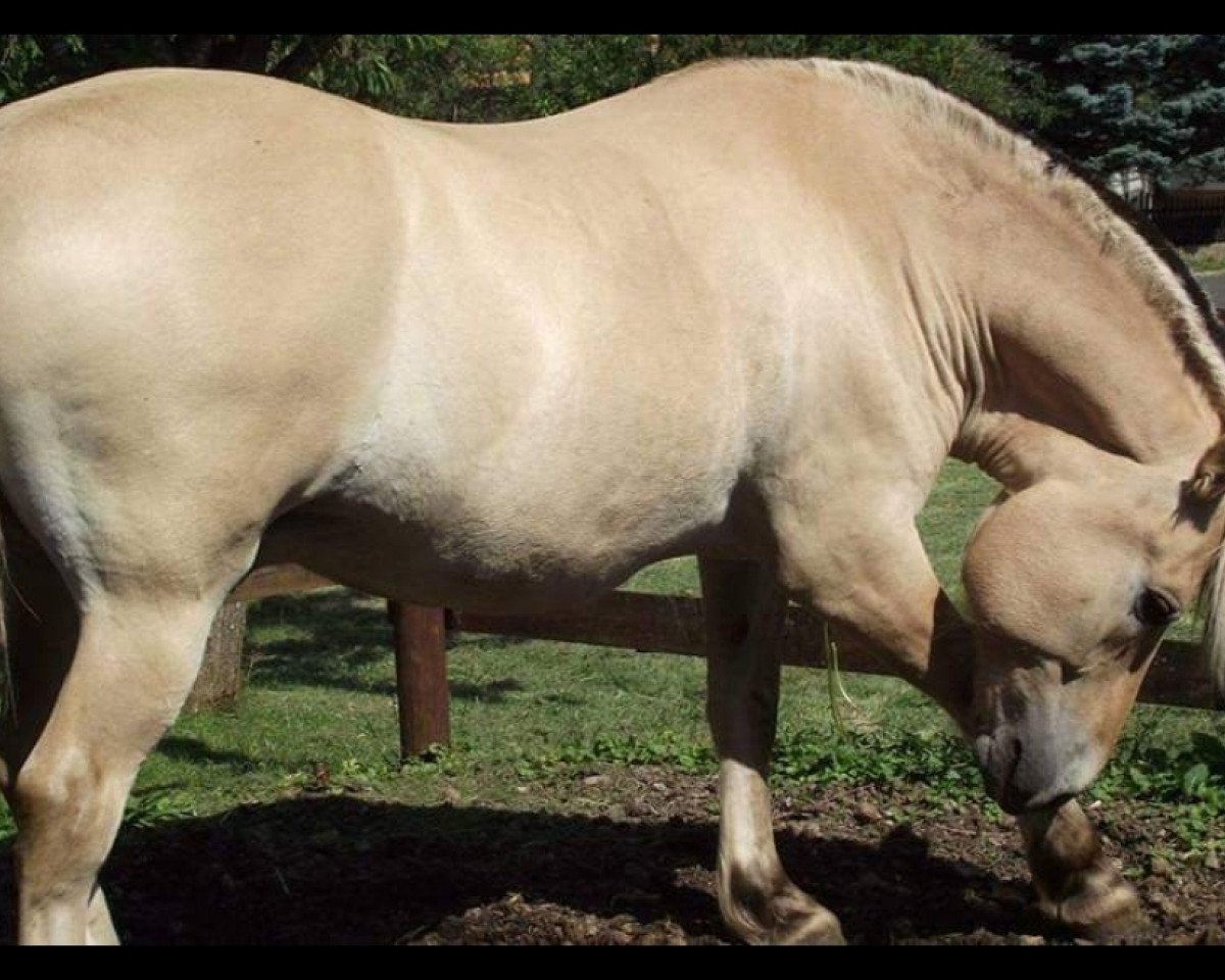 horse Veulenboek Emiel (Fjord Horse, 2008, from Drange Rolv)