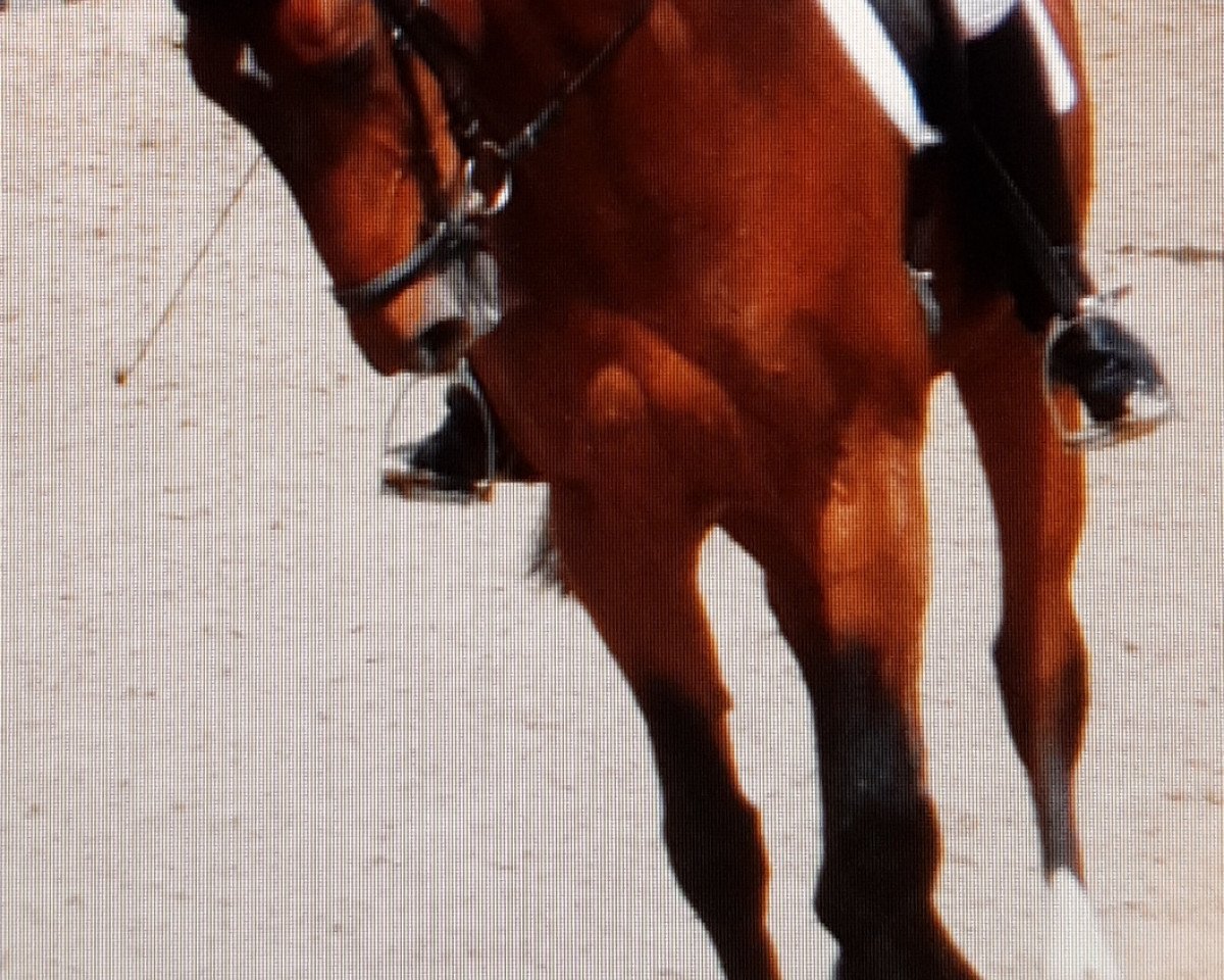 Kůň Plus Beau (Westfálský kůň, 1995, od Power)