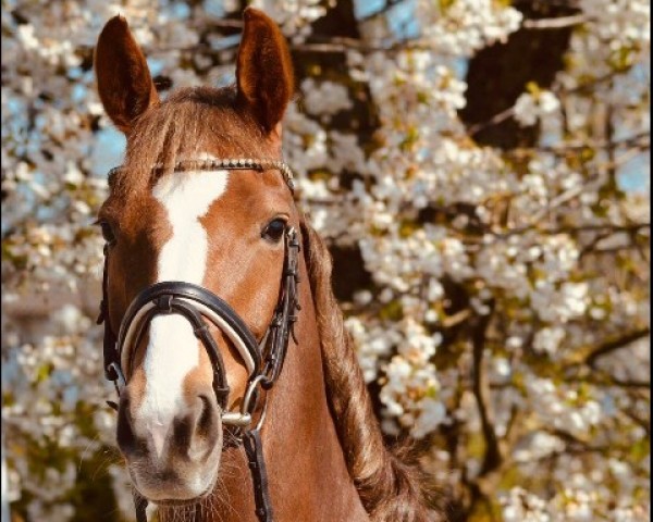 Springpferd Victoria S (Hannoveraner, 2011, von Vulkano FRH)