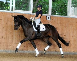 Dressurpferd Adele (Westfale, 2016, von Ac-Dc 4)