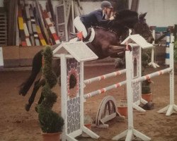 jumper Queen Mery S (Holsteiner, 2009, from Quintero)