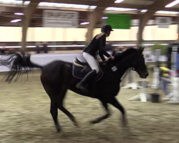 Reitturnier Barlo-Bocholt 2016