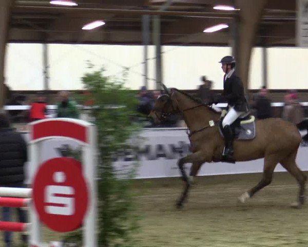Reitturnier Barlo-Bocholt 2016