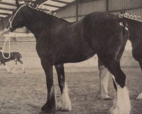 Zuchtstute Northumberland Melinda (Clydesdale, 1984, von Bardrill Prince of Wales) Zuchtstute Northumberland Melinda (Clydesdale, 1984, von Bardrill Prince of Wales)