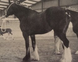 broodmare Northumberland Melinda (Clydesdale, 1984, from Bardrill Prince of Wales)