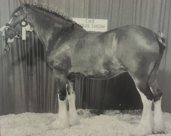 broodmare Laudydale Jenna (Clydesdale, 1985, from Laudydale Bud) broodmare Laudydale Jenna (Clydesdale, 1985, from Laudydale Bud)