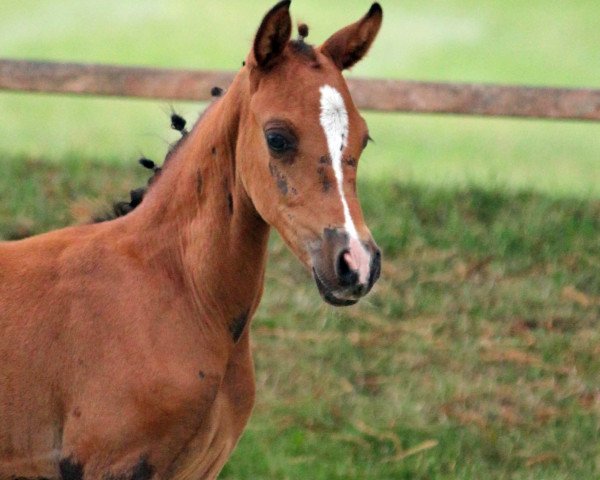 horse HK Something Royal (German Riding Pony, 2020, from Can Dance 3)
