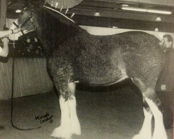 Pferd Carp Valley Beth (Clydesdale, 1999, von Ainville Freelance) Pferd Carp Valley Beth (Clydesdale, 1999, von Ainville Freelance)