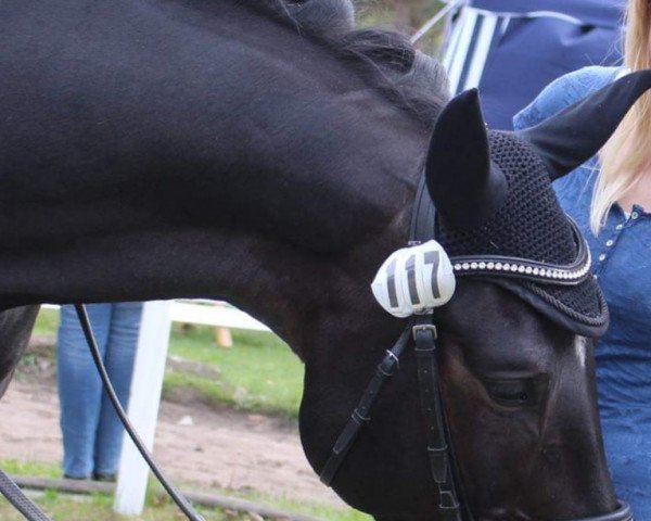 dressage horse Stargate 13 (Trakehner, 2009, from Tabaluga)