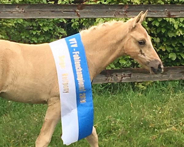 horse Coer Noblesse (German Riding Pony, 2019, from Coer Noble)