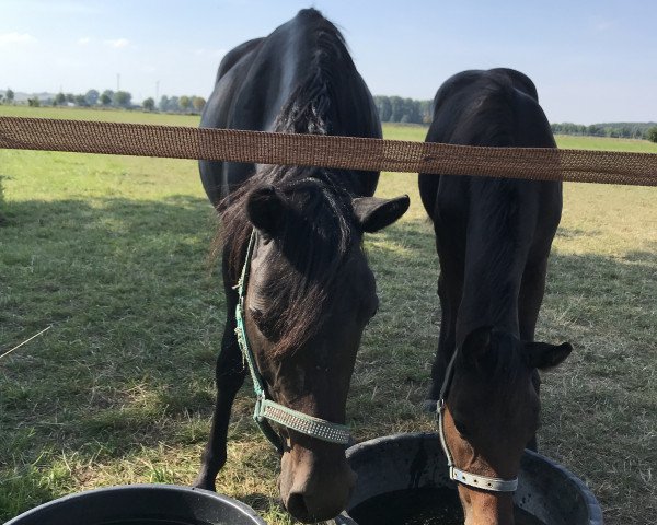 broodmare Dancing Püppy ST (German Riding Pony, 2012, from Dance Star AT NRW)