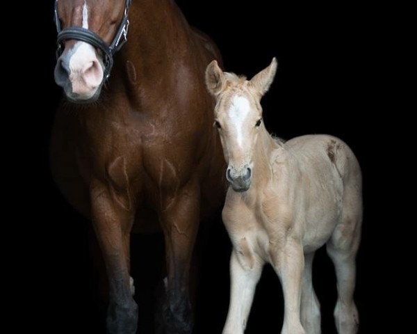 horse Qasimiro F (Westphalian, 2018, from Qaside Md)