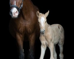 horse Qasimiro F (Westphalian, 2018, from Qaside Md)