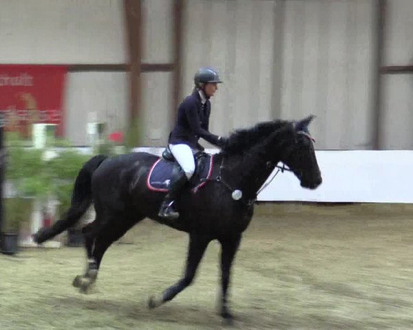 Reitturnier Barlo-Bocholt 2016