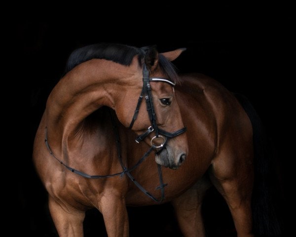 jumper Estelle 76 (Hanoverian, 2012, from Edward 28)