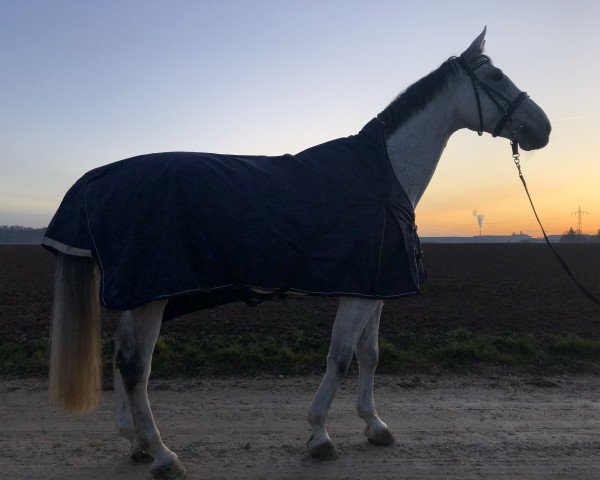 horse Cuccino Nobile (Austrian Warmblood, 2008, from Casinos)