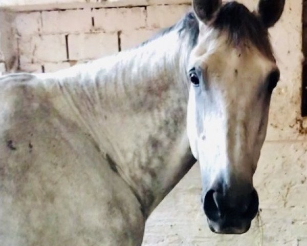 Springpferd Handsome (Belgisches Warmblut, 2007, von Cicero Z van Paemel)