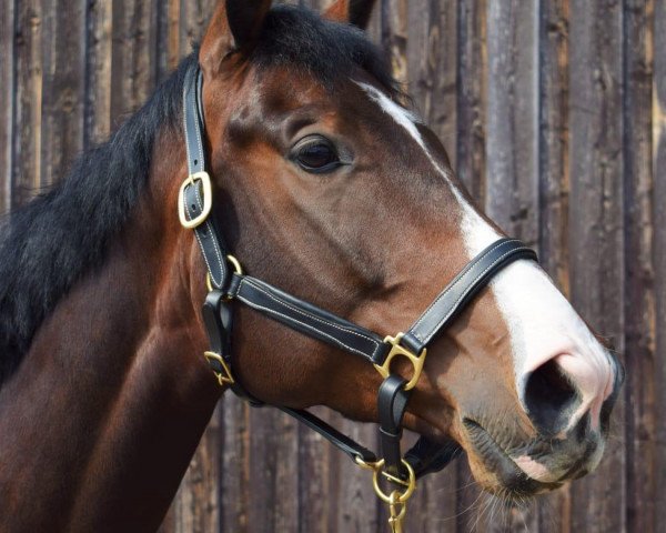 jumper Quasilano YG (German Sport Horse, 2014, from Quinto's Chamb)