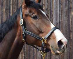 jumper Quasilano YG (German Sport Horse, 2014, from Quinto's Chamb)