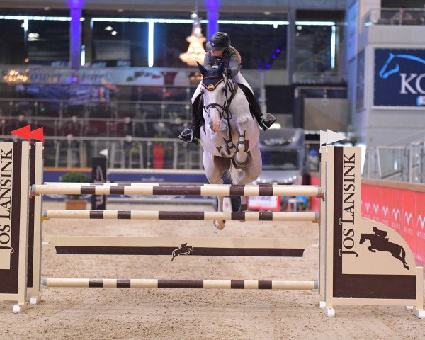 jumper Taranto van Paal Z (Zangersheide riding horse, 2011, from Tsar Hero)