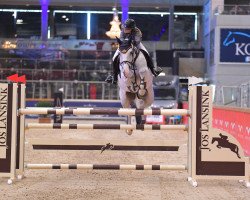 jumper Taranto van Paal Z (Zangersheide riding horse, 2011, from Tsar Hero)