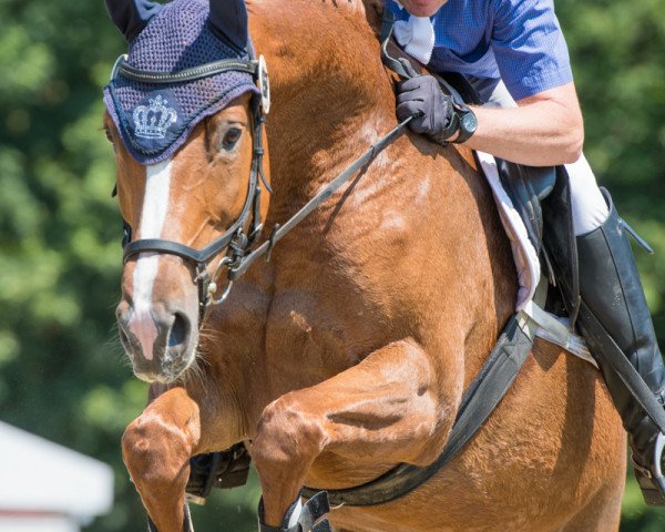 broodmare Forever-Paola (KWPN (Royal Dutch Sporthorse), 2010, from Carthino Z)