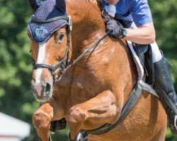 broodmare Forever-Paola (KWPN (Royal Dutch Sporthorse), 2010, from Carthino Z)