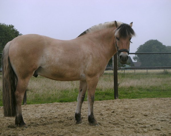 dressage horse Hamlet (Fjord Horse, 2003, from Haavaniko)